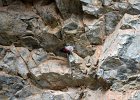 Rotskruiper (Wallcreeper) (Tichodroma muraria) - Yolin Am 22-08-2016 (17)
